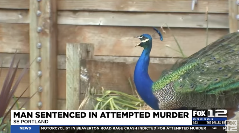 peacock in Portland neighborhood